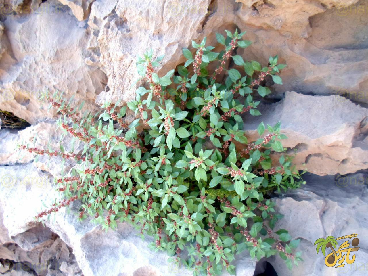 گوش موش افشان